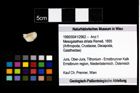 Foto (Objekt + Etikett) von Mesogalathea striata (Remeš, 1895)  (NHMW-GEO-1990-0041-2962)